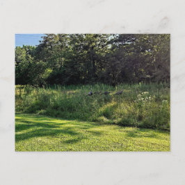 Cartão Postal Oakwoods Metropark Turquia Path