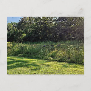 Cartão Postal Oakwoods Metropark Turquia Path