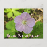 Oakwoods Metropark Wild Geranium com Texto
