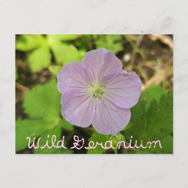 Cartão Postal Oakwoods Metropark Wild Geranium com Texto (Frente)