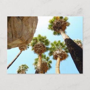 Cartão Postal Oasis Palms no Parque Nacional de Joshua Tree
