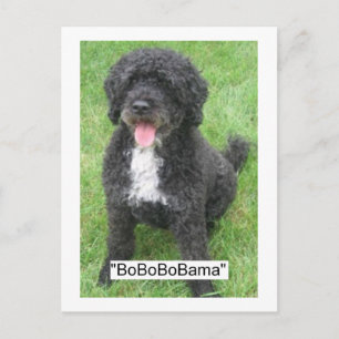 Cartão Postal Obama Pet/Cão de Água Português