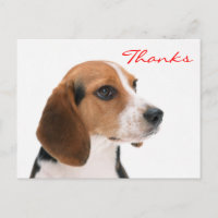 Obrigado Beagle Puppy Dog Saudação Cartão-Postal