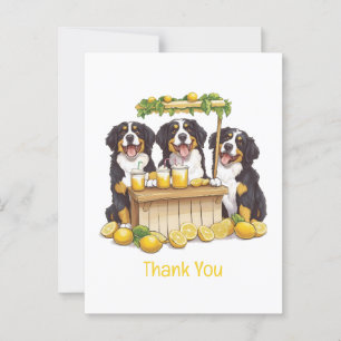 Cartão Postal Obrigado Bernese Mountain Dogs Loja de Limonada