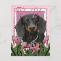 Obrigado - Dachshund - Winston