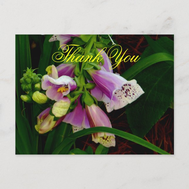 Cartão Postal Obrigado Digitalis Purpurea Flores (Frente)