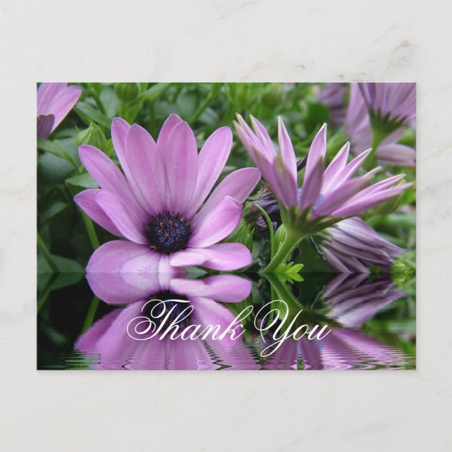 Cartão Postal obrigado flores de margarida roxa (Frente)