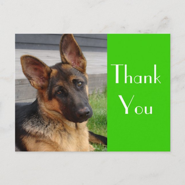 Cartão Postal Obrigado German shepherd Puppy Dog Postar Card (Frente)
