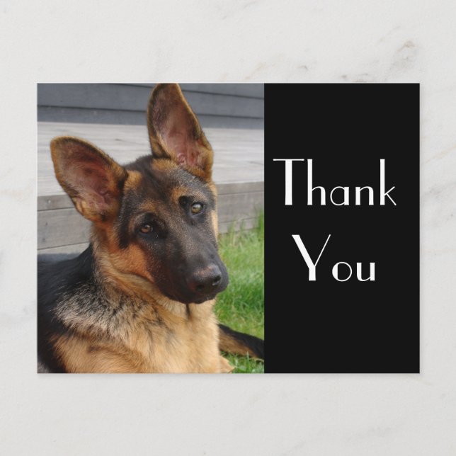 Cartão Postal Obrigado German shepherd Puppy Dog Postar Card (Frente)