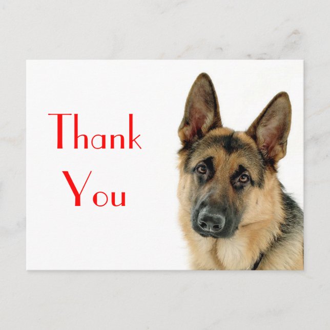 Cartão Postal Obrigado German shepherd Puppy Dog Postar Card (Frente)