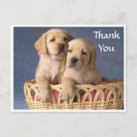 Obrigado Labrador Retriever Puppy Posta Card