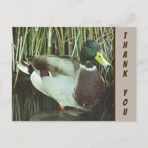 Cartão Postal Obrigado Pato-real Foto Apreciação da Natureza