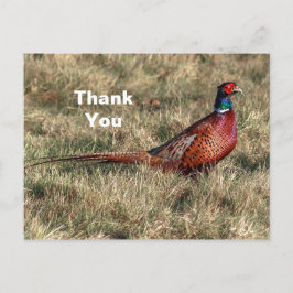 Cartão Postal Obrigado pela foto do faisão