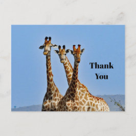 Cartão Postal Obrigado pela foto do rebanho de girafas selvagens