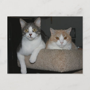 Cartão Postal Obrigado por me acompanhar