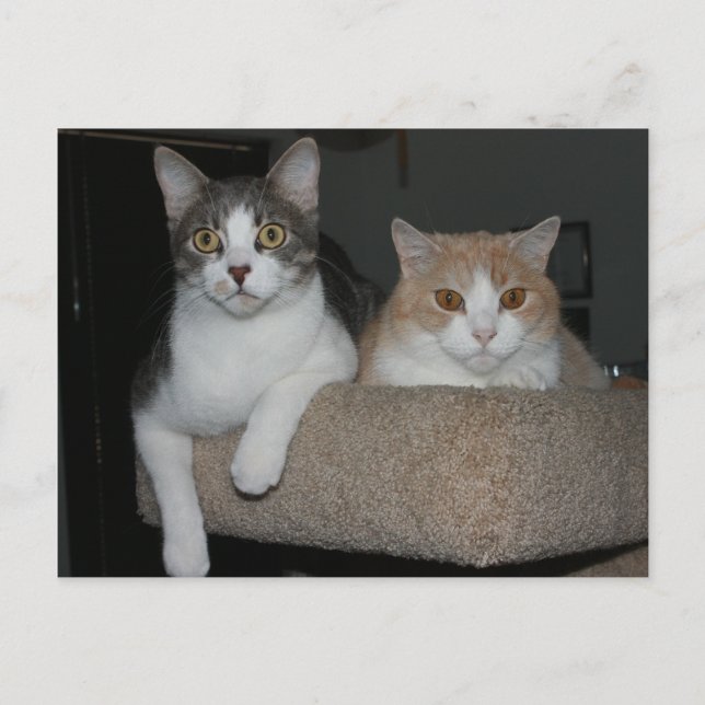 Cartão Postal Obrigado por me acompanhar (Frente)