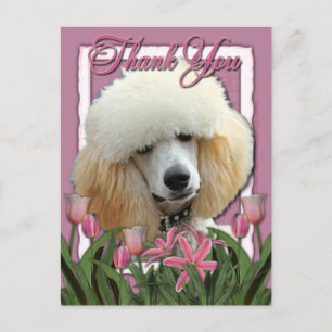 Cartão Postal Obrigado - Tulipas Rosa - Poodle - Apricot