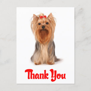 Cartão Postal Obrigado Yorkshire Terrier Puppy Dog Postcard