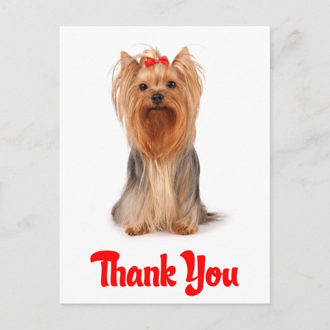 Cartão Postal Obrigado Yorkshire Terrier Puppy Dog Postcard (Frente)