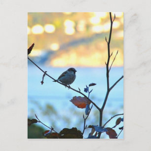 Cartão Postal Observação de aves