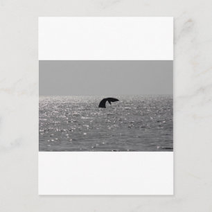 Cartão Postal Observador de baleias - impressão de baleias franc