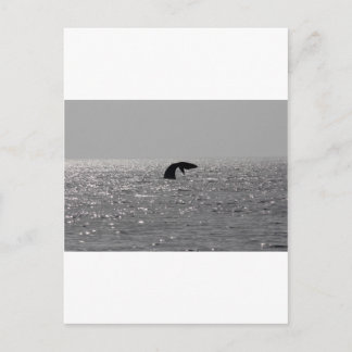 Cartão Postal Observador de baleias - impressão de baleias franc