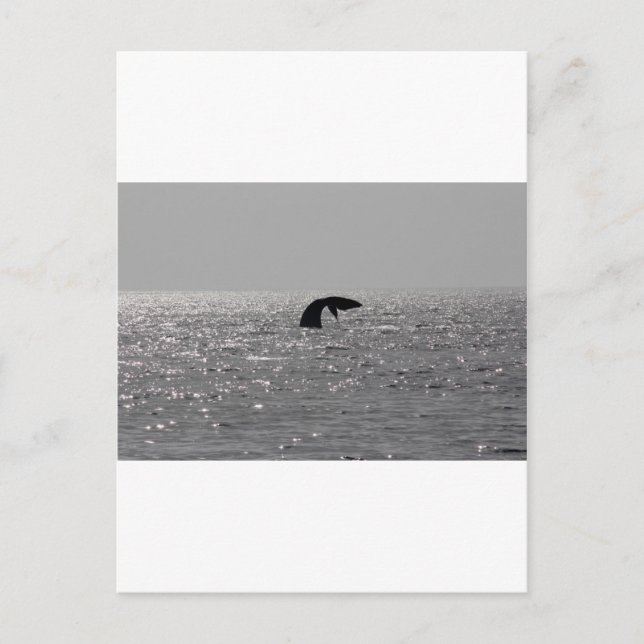Cartão Postal Observador de baleias - impressão de baleias franc (Frente)