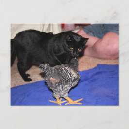 Cartão Postal Observadores