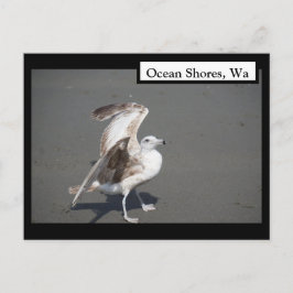 Cartão Postal Ocean Shores, Cartão-Postal Wa Seagull