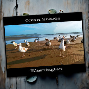 Cartão Postal Ocean Shores WA Seagulls implorando por Fries Beac