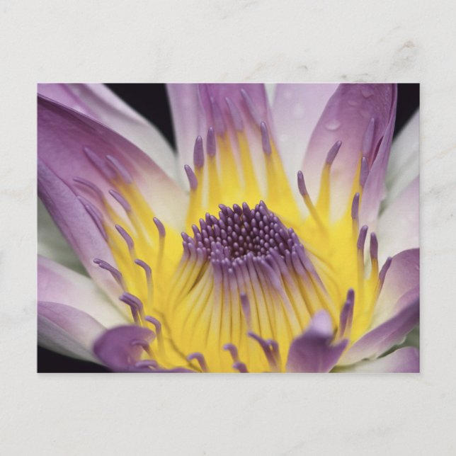 Cartão Postal Oceânia, Fiji, Panamá púrpura com ninfas Pacificad (Frente)