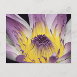 Cartão Postal Oceânia, Fiji, Roxo Panama Pacifica Nymphea