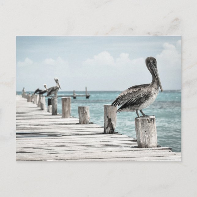 Cartão Postal Oceano Costeiro Pelicano (Frente)