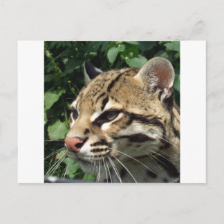 Cartão Postal Ocelot