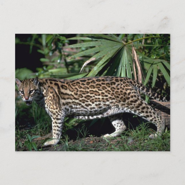 Cartão Postal Ocelot (Frente)
