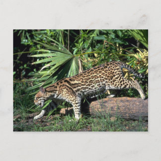 Cartão Postal Ocelot
