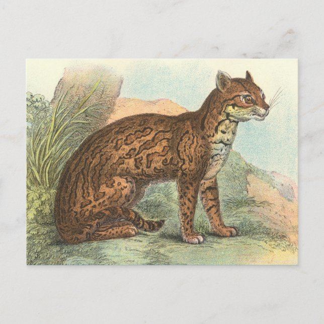Cartão Postal Ocelot (Frente)