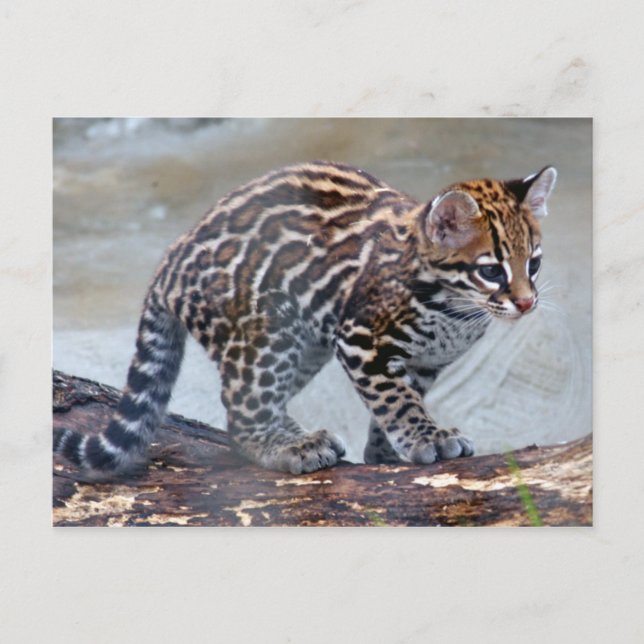 Cartão Postal ocelot baby4x6 (Frente)
