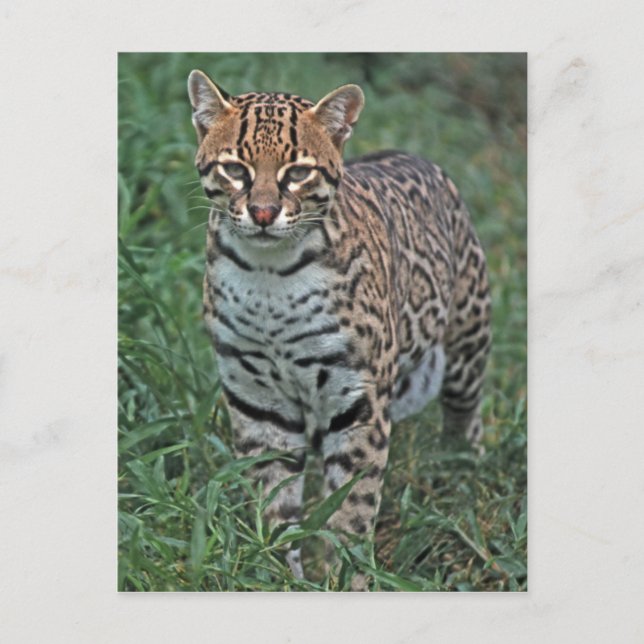 Cartão Postal OCELOT Leopardus pardalis) AMÉRICA CENTRAL (Frente)