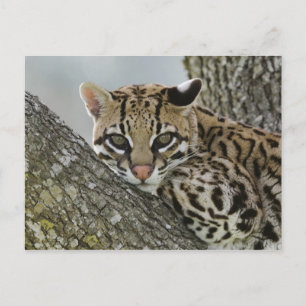 Cartão Postal Ocelot, pardalis do Felis, cativo, fêmea que