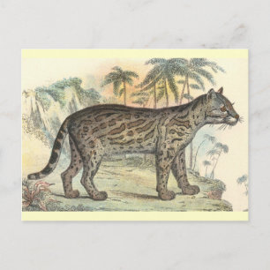 Cartão Postal Ocelot (variedade)