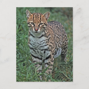 Cartão Postal OCELOTE (Leopardus pardalis) AMÉRICA CENTRAL