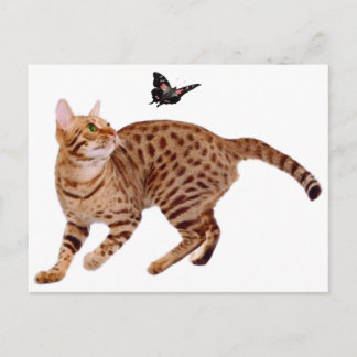 Cartão Postal Ocicat Cat & Butterfly