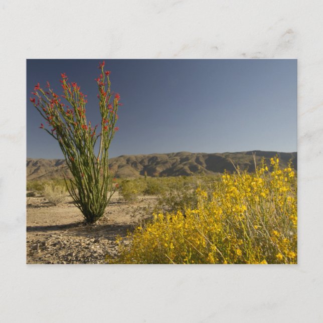 Cartão Postal Ocotillo e senna do deserto (Frente)