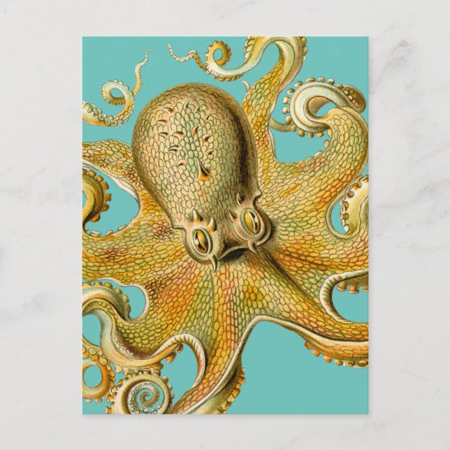 Cartão Postal Octopus de Ernst Haeckel (Frente)