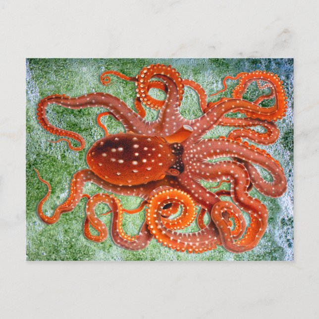 Cartão Postal Octopus Ocean Vintage (Frente)