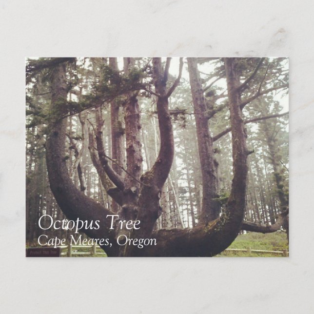 Cartão Postal Octopus Tree, Cape Meares, Oregon (Frente)