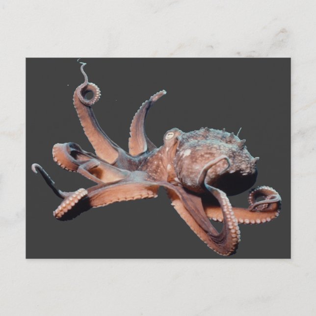 Cartão Postal Octopus-Wild Thang (Frente)