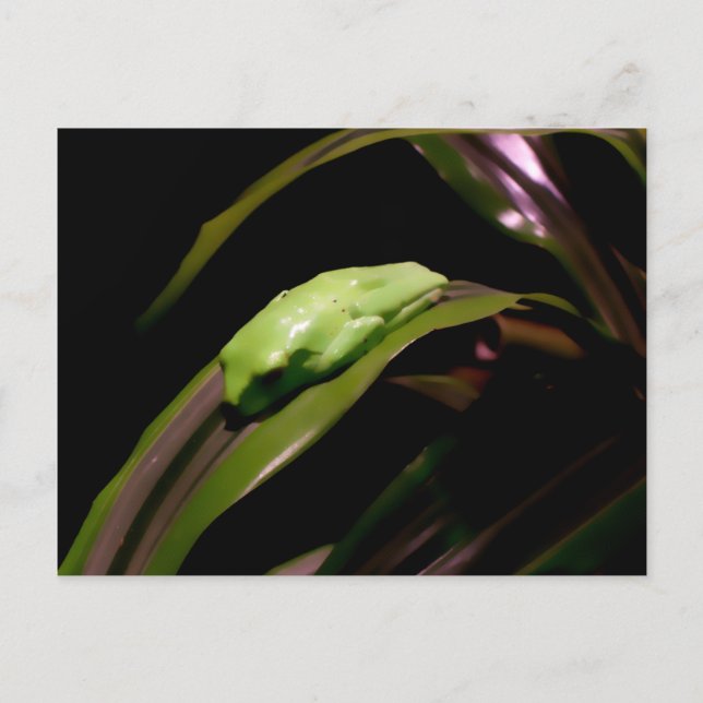 Cartão postal "Ocultando na Visão Simples" (Frente)