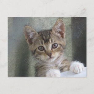 Cartão Postal Ocultar Kitten